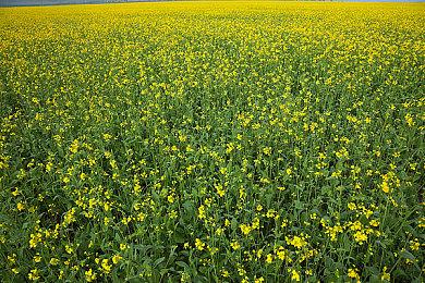 亚马逊动画《秘密关卡》仍保留《星鸣特攻》特集